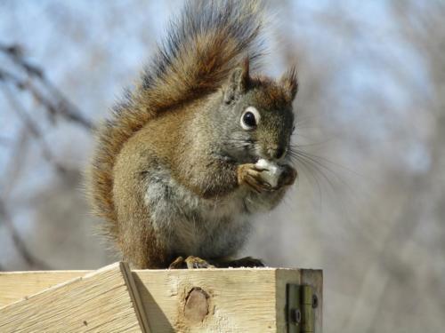 Hunting for squirrel channel