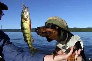 Catching with Crusoe channel