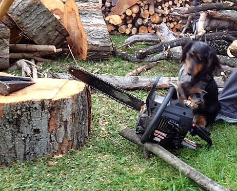 Mickey cutting wood