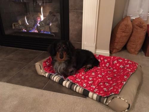 Mickey resting by fireplace